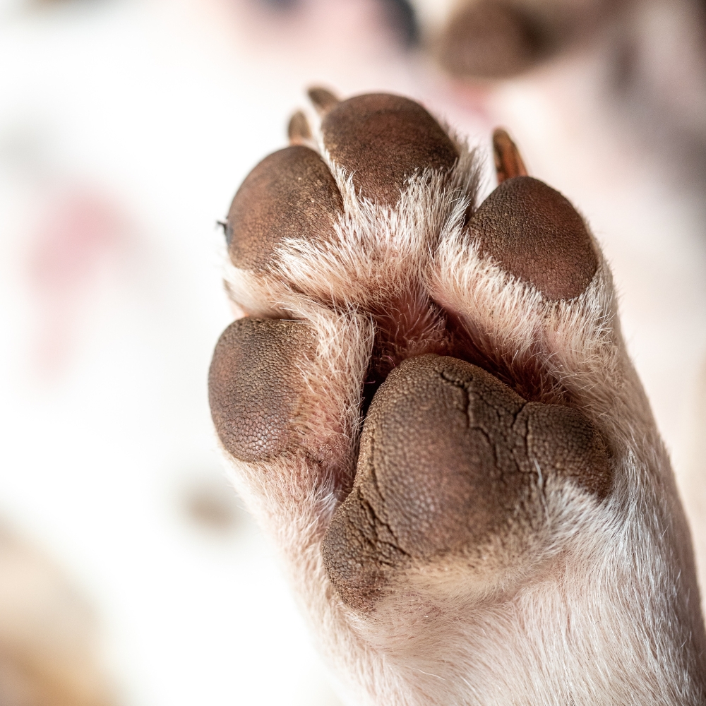 Auf die Pfoten, fertig – los!